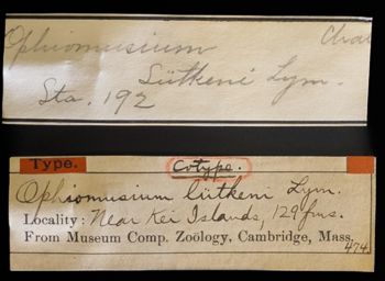 Media type: image;   Invertebrate Zoology OPH-474 Description: Labels for this specimen included in the specimen tray.;  Aspect: labels